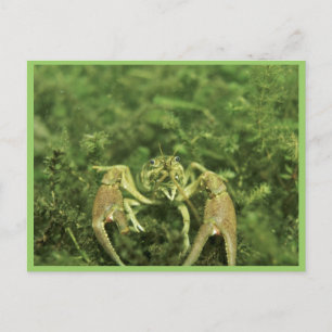 Crayfish Postcard