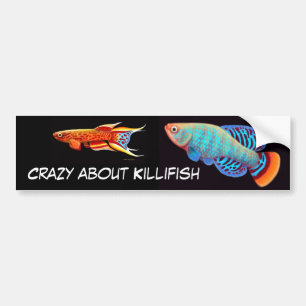 Crazy About Killifish Bumper Sticker