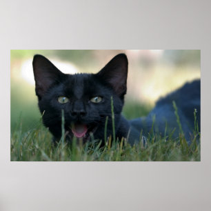 Crazy Black Cat Poster
