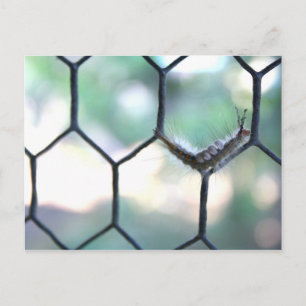 Crazy Caterpillar Postcard