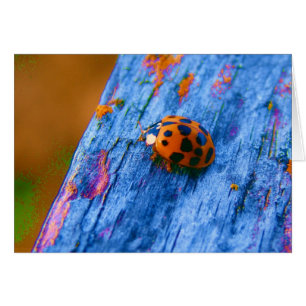 Crazy Colour Bug