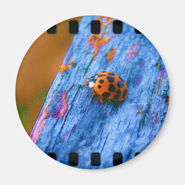Crazy Colour Bug Magnet (Front)