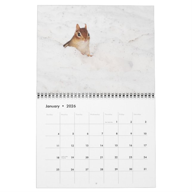 Crazy Cute Chipmunks 2013 Calendar (Jan 2026)