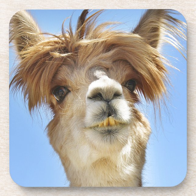 Crazy Hair Alpaca Coaster (Front)