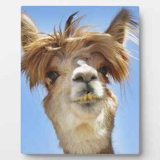 Crazy Hair Alpaca Plaque