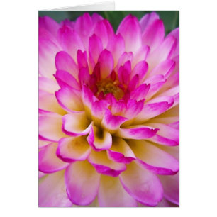 Crazy Love Dahlia