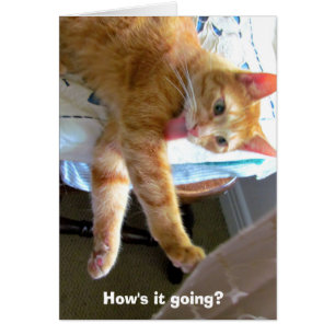 Crazy orange cat card