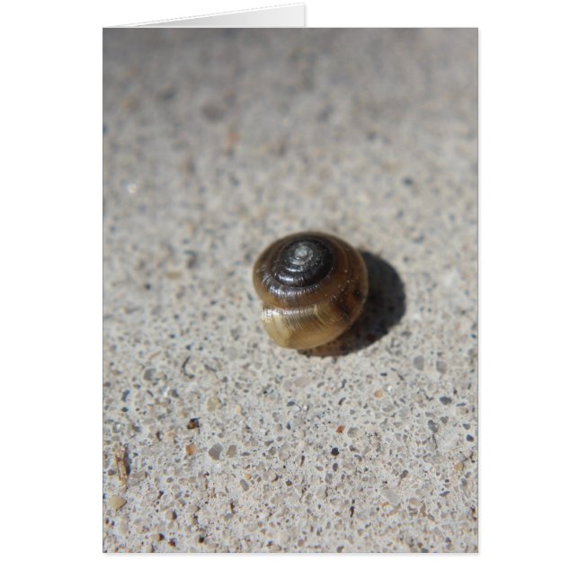 Crazy Snail (Front)