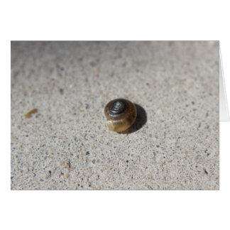 Crazy Snail