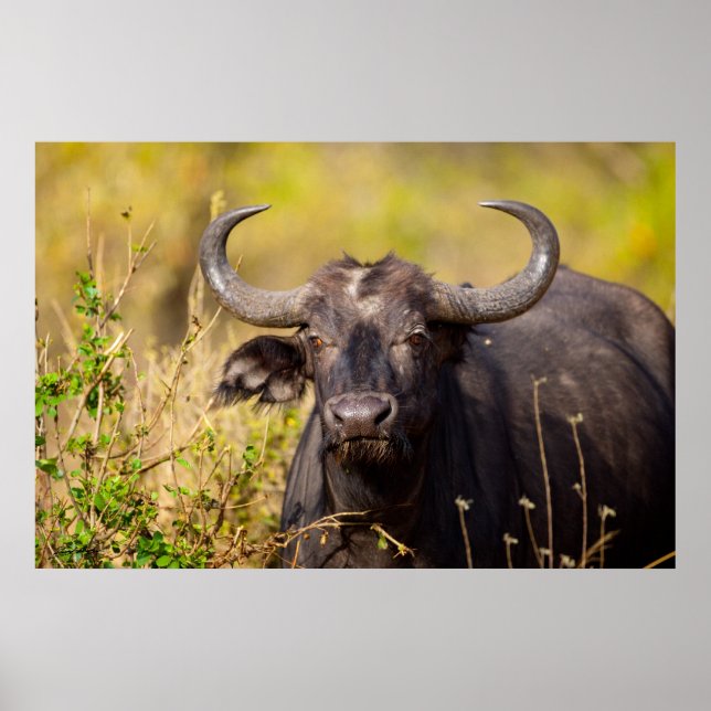 Crazy Water Buffalo Poster (Front)