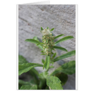 Crazy Weed Plant