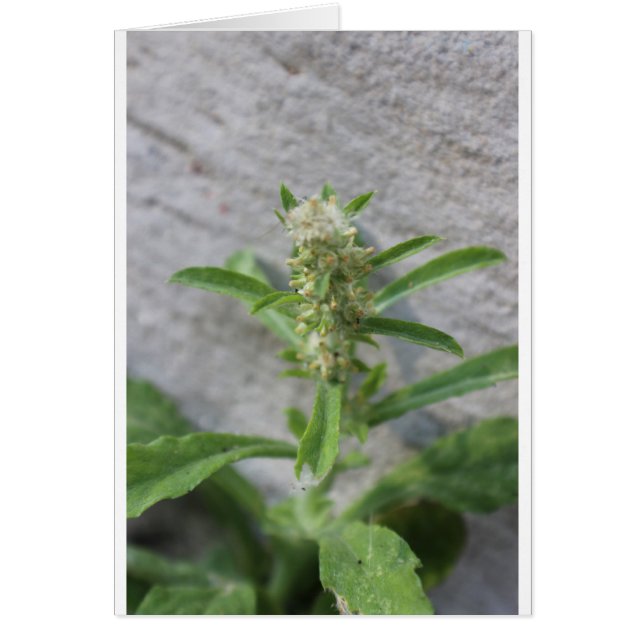 Crazy Weed Plant (Front)