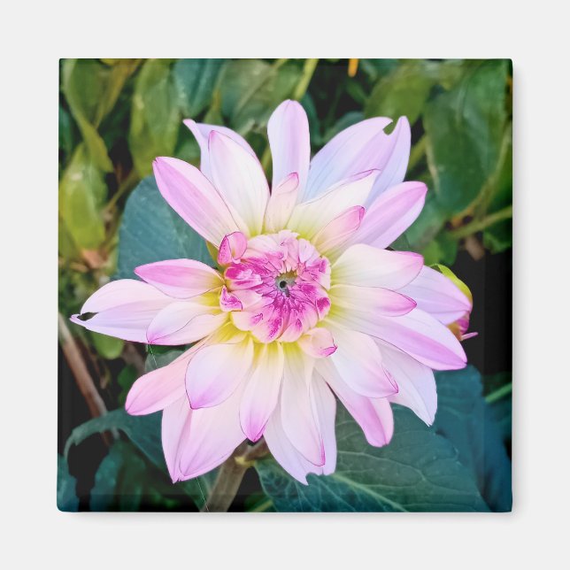 Cream and pink flower magnet (Front)