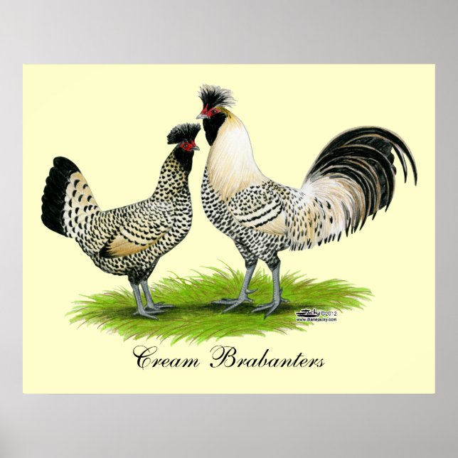 Cream Brabanter Chickens Poster (Front)
