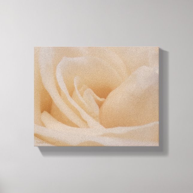 Cream Colored Rose Closeup Canvas Print (Front)