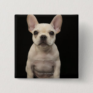 Cream coloured French Bulldog puppy 15 Cm Square Badge