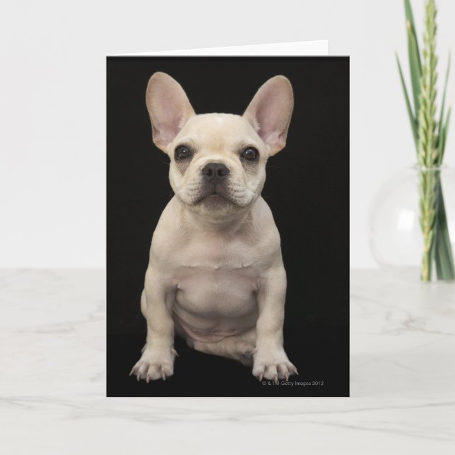 Cream coloured French Bulldog puppy Card (Front)