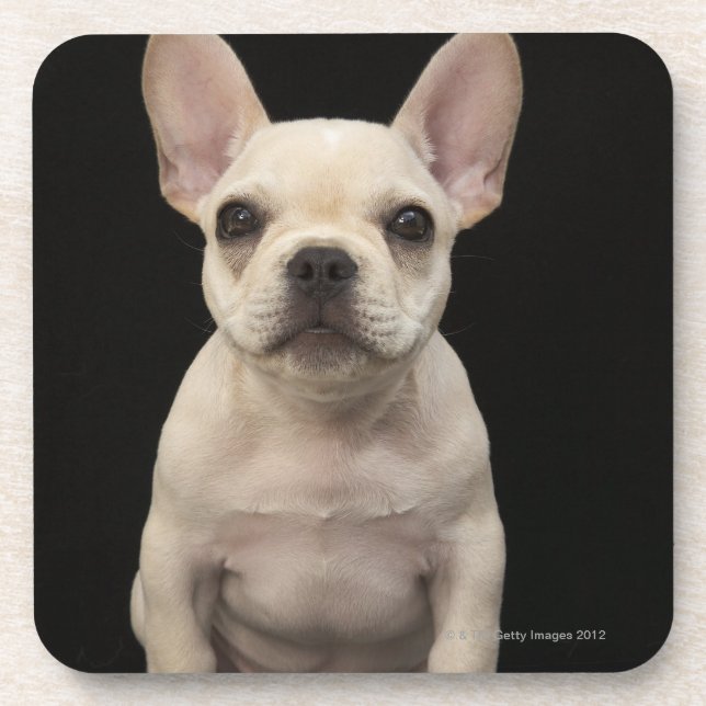 Cream coloured French Bulldog puppy Coaster (Front)