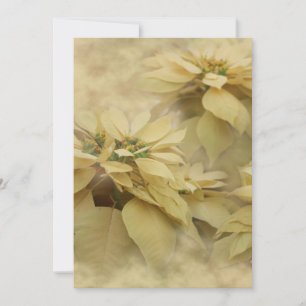 Cream Coloured Poinsettias Digital Art Invitation