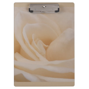 Cream Coloured Rose Closeup Clipboard