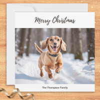 Cream Dachshund In Snow Dog Picture Chic Cute
