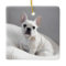 Cream Frenchie