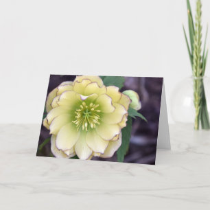 Cream Hellebore (Helleborus) Photo Card