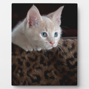 Cream Kitten with Beautiful Blue Eyes Plaque