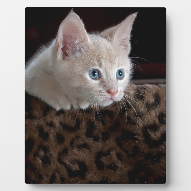 Cream Kitten with Beautiful Blue Eyes Plaque (Front)