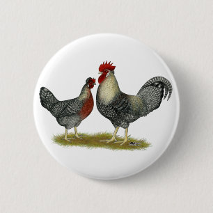 Cream Legbar Chickens 6 Cm Round Badge