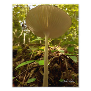 Cream Majesty Photo Print