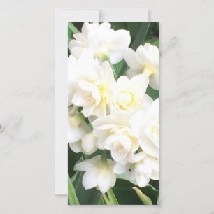 Cream Narcissus Print Card