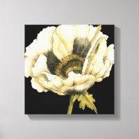 Cream Poppy Flower on Black Background