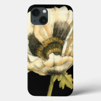 Cream Poppy Flower on Black Background