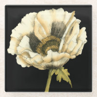 Cream Poppy Flower on Black Background