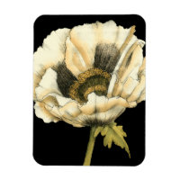 Cream Poppy Flower on Black Background