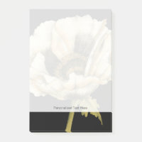 Cream Poppy Flower on Black Background