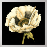 Cream Poppy Flower on Black Background