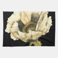Cream Poppy Flower on Black Background