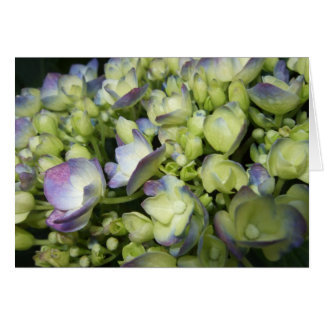 Cream & Purple Hydrangea