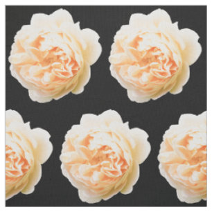 Cream rose closeup isolated on black background fabric
