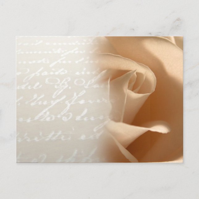 Cream Rose Wedding Customise Postcard (Front)