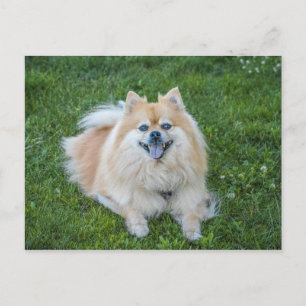Cream Sable Pomeranian Dog Postcard