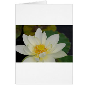 Cream Water Lily02.JPG