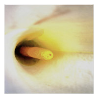 Cream White Calla Lily Close Up Abstract Art