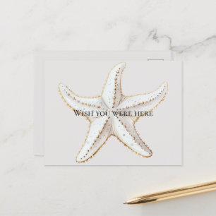 Cream White Gold Starfish Beach  Postcard