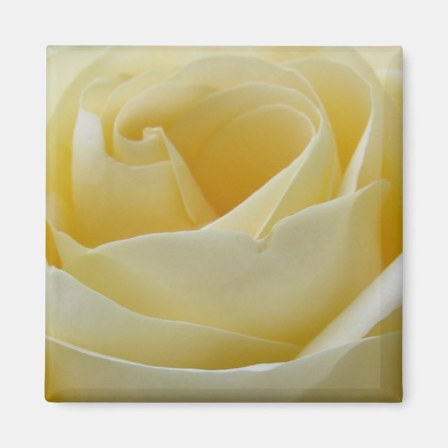 Cream white rose magnet (Front)