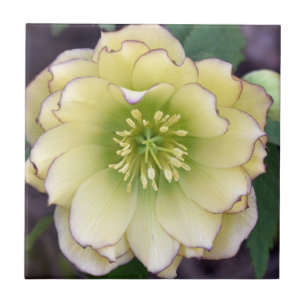 Creamy Hellebore( Helleborus) Photo Tile