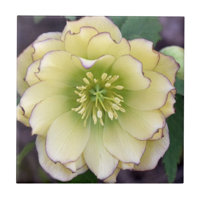 Creamy Hellebore( Helleborus) Photo Tile (Front)