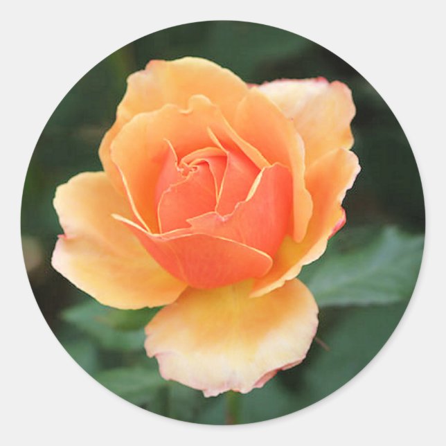 Creamy Orange Modern Rose Classic Round Sticker (Front)